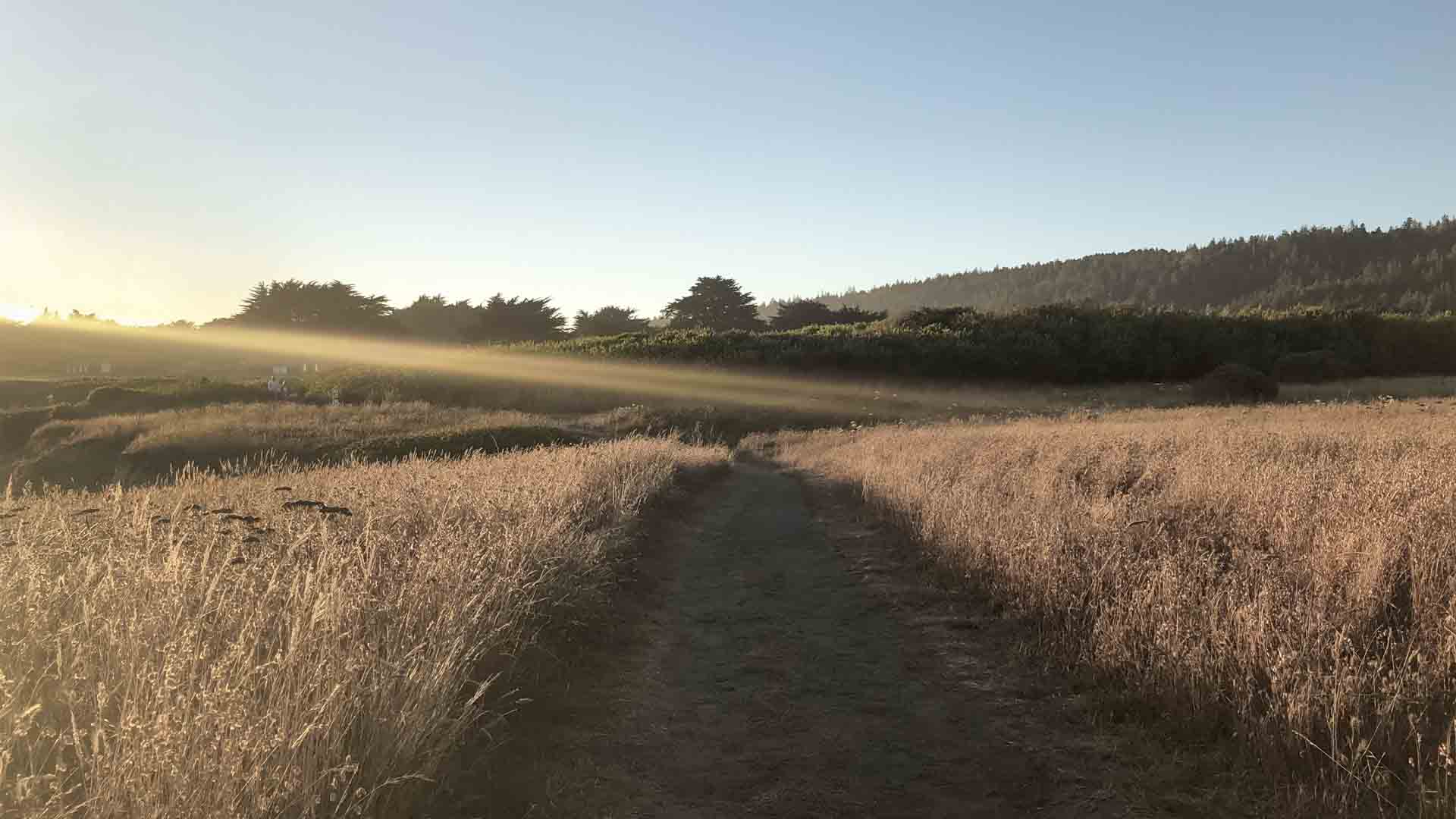 The Sea Ranch Trail Landscape by Kerry Mansfield